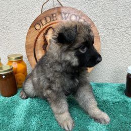 Fuschia Collar Girl - Sable female German Shepherd puppy in Columbus, Mississippi from Olde Wolfe German Shepherds