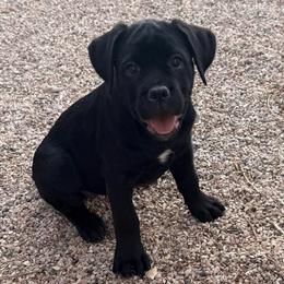 Cupid - Black female Cane Corso puppy in Utah from 3Lake Kennelz