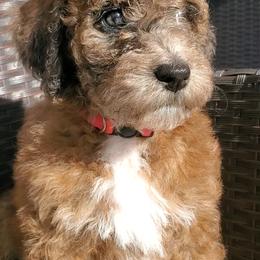 Aussiedoodle Puppies from Color Country Doodles