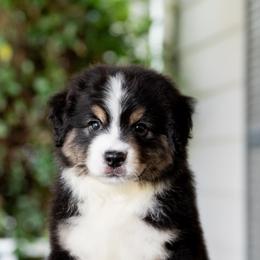 Miniature American Shepherd Puppies from Bonbelle