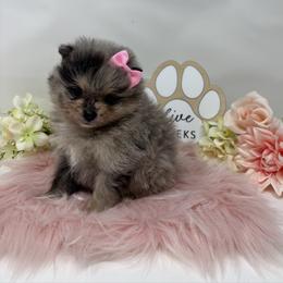 Sprinkle - Blue merle female Pomeranian puppy in Concord, California from Eelan’s Poms