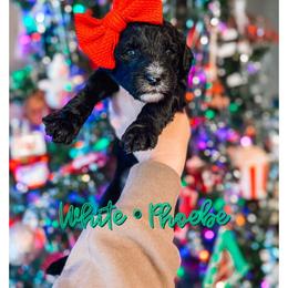 Phoebe - Black and white female Sheepadoodle puppy in Republic, Missouri from DOOD & Co