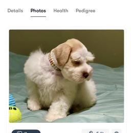 Danny - Miniature Schnauzer