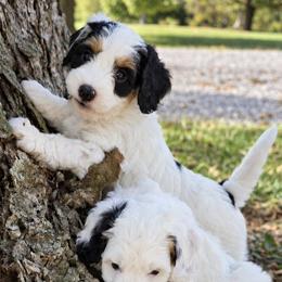 Candy - Tri-color female Bernedoodle puppy in Crawfordsville, Indiana from Winding Creek Ranch Doodles