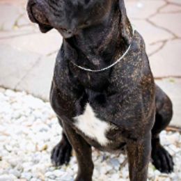 Cane Corso from C&I Elite Cane Corso