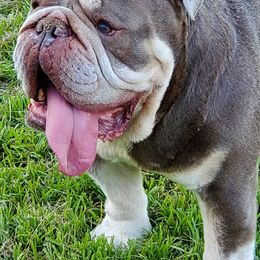 Bulldogs from Graceland Bulldogs