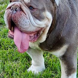 Bulldogs from Graceland Bulldogs