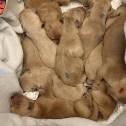 Golden Retrievers from Ritidian Goldens