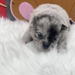 Boy 2 - Blue merle male Pomeranian puppy in Brentwood, California from Royalpawpoms