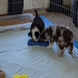 Australian Shepherd Puppies from Blosenski Aussies