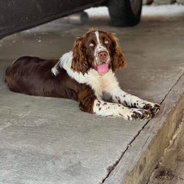 English Springer Spaniels from Petite Ville Springers