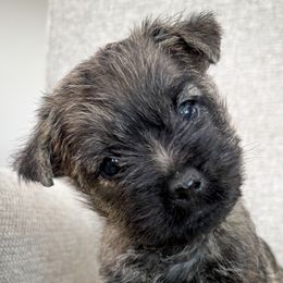 Oliver - Brindle male Cairn Terrier puppy in St. Joseph, Missouri from Stone & Thistle Cairn Terriers