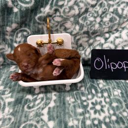 OLIPOP - Red  female Goldendoodle puppy in Macon County, North Carolina from Mountain Doodles