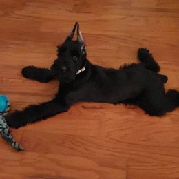 Giant Schnauzer Puppies from Giant Strides Giants