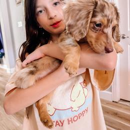 Dachshund Puppies from Lone Star Dachshunds