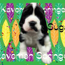 Female- Black white-tri possible -  Sugar - Black and white female English Springer Spaniel puppy in Pacific, Washington from Kaveman Springers