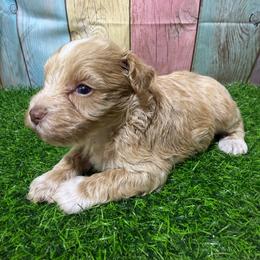 Copper - Wheaten male Miniature Schnauzer puppy in Lufkin, Texas from C&K’s Schnauzer House