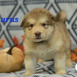 Taurus - Red and white male Alaskan Malamute puppy in Kingston, Tennessee from North Shore Alaskan Malamutes