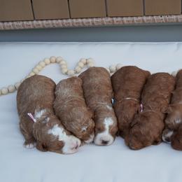 Goldendoodle Puppies from Henriquez Puppies