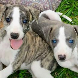 Akita and Whippet Puppies from Crossway Akitas & Whippets