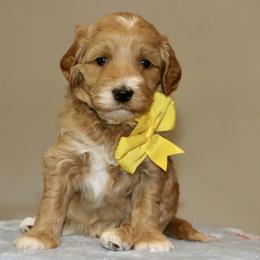 Yellow - Red female Australian Labradoodle puppy in Milton, North Carolina from Good Day Doodles