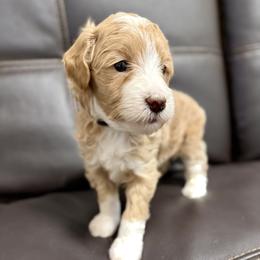 Beau (Blue) - Parti male Goldendoodle puppy in Twin Falls, Idaho from Magic Valley Family Doodles