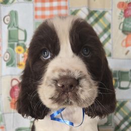 Bat - Liver and white male English Springer Spaniel puppy in Brodhead, Wisconsin from Pinwheel Acres