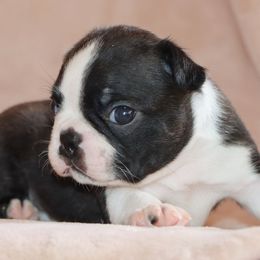 Suzie - Black brindle and white female Boston Terrier puppy in Winnsboro, Texas from JP Ranch Bulldogs
