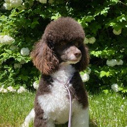 Stella - Poodle