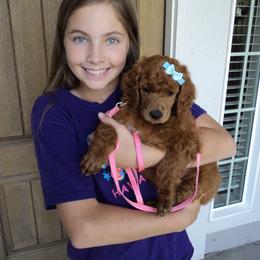 Poodle Puppies from R-Family Red Standard Poodles