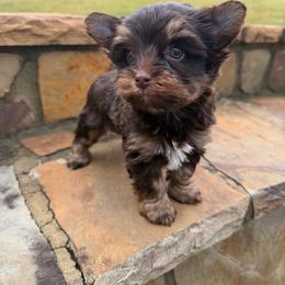 FERRERO - Liver male Yorkshire Terrier puppy in Smryna, Georgia from Owensons’ Kennel