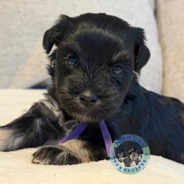 Sadie - Black and silver female Miniature Schnauzer puppy in Magalia, California from NorCal Schnauzers