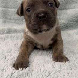 Boy 5 - male American Pit Bull Terrier puppy in Nine Mile Falls, Washington from Bartin Kennels