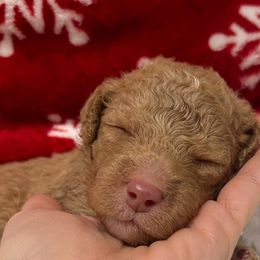 Boy 2 - Red Bernedoodle puppy in Macon County, North Carolina from Mountain Doodles