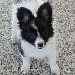 Harriet - White and black female Papillon puppy in Dorset, Ohio from Katies Papillons