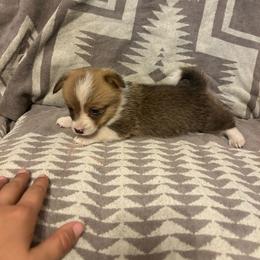 Bubbles Tail intact - Red female Pembroke Welsh Corgi puppy in Maupin, Oregon from Bailey Nannini