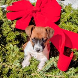 Missy - White and tan female Russell Terrier puppy in Sandown, New Hampshire from Patch Wood Irish Jacks