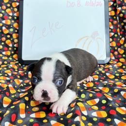 Zeke - Black and white male Boston Terrier puppy in Fillmore, Illinois from Wind Hill Puppies