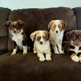 Miniature American Shepherd Puppies from Skillet Creek Farm Aussies