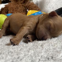 Goldendoodle Puppies from Simply Mini Goldendoodles