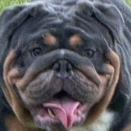Bulldogs and French Bulldogs from Love That Bulldog Hicks Family Division