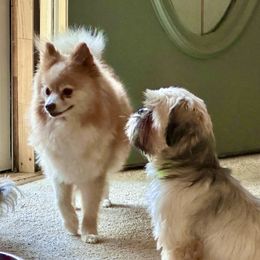 Razzle Dazzle - Orange parti female Pomeranian puppy in Stroud, Oklahoma from Laik’s Little Shihtz & Poms