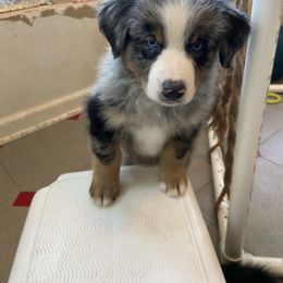 Australian Shepherd Puppies from BarberHof’s  Australian Shepherds