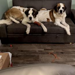 Saint Bernard Puppies from BnC Breeders