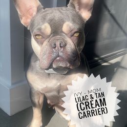 Ivy - French Bulldog