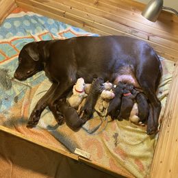 Dilute Retriever and Labrador Retriever Puppies from Moran’s Lab’s