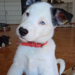 Companion Cross and Siberian Husky Puppies from High Mountain Crosses