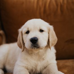Golden Retriever Puppies from Rosemary Goldens