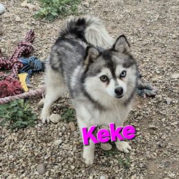 Keke - Black and white female Pomsky puppy in Green Valley, Illinois from Ba's Designer Puppies