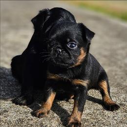 Pup - Black and tan male Brussels Griffon puppy in Huntsville, Alabama from Tammy's Brussels
